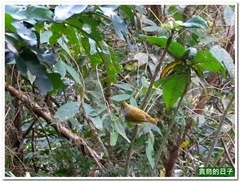 20131129_093230_043_4kanShui