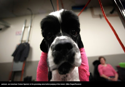 135th Westminster Kennel Club Dog Show at Madison Square Garden in New York City