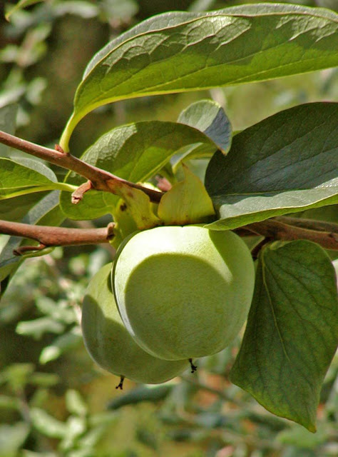 THỊ ĐẾ - Diospyros kaki - Nguyên liệu làm thuốc Chữa Ho Hen