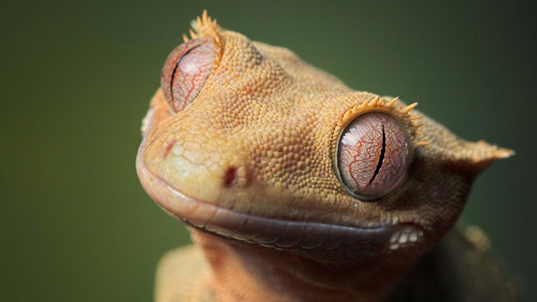 Lizard HD Wallpaper 2