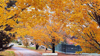 Sapphire Valley Resorts fall color