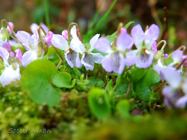 Viola hondoensis