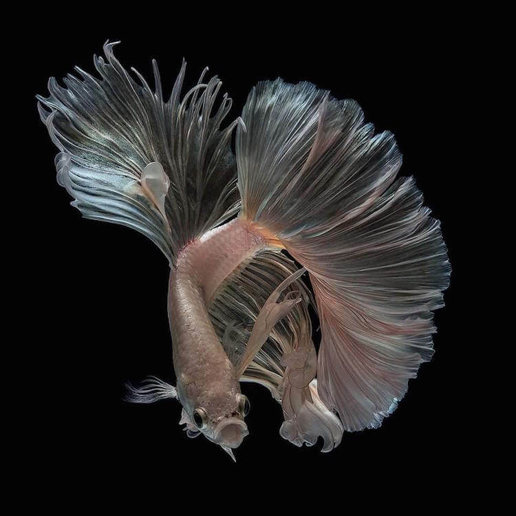Breathtaking Siamese Fighting Fish Portraits Resemble Colorful Clouds of Ink in Water
