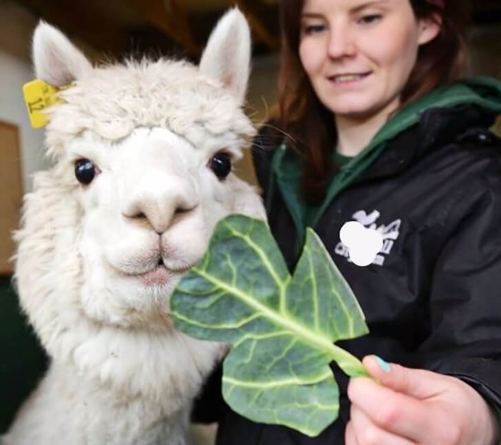 30 Adorable Alpacas That Made Our Day Happier