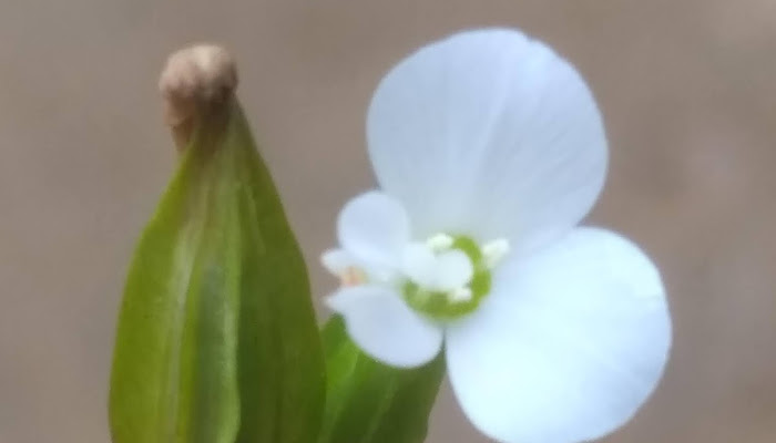  সাদা ফুল গুলো অনেক সুন্দর