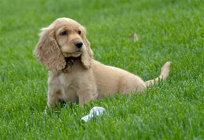 Cocker Spaniel Puppy Picture