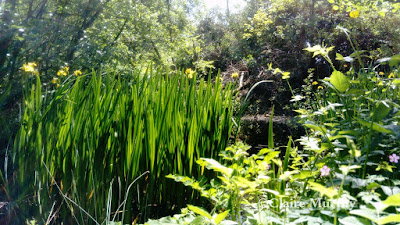 The Wildlife Trust's small pond at Sevenoaks. Nature Blog.