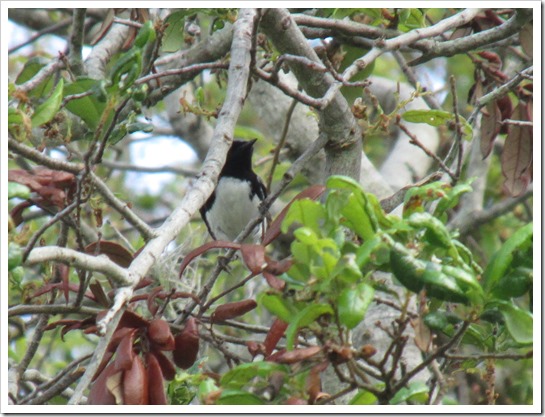 2017-05-05 Florida, Stuart - Black Throated Blue Warbler Bird (4)