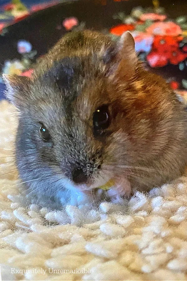 Chester The Hamster on a fur rug eating a nugget