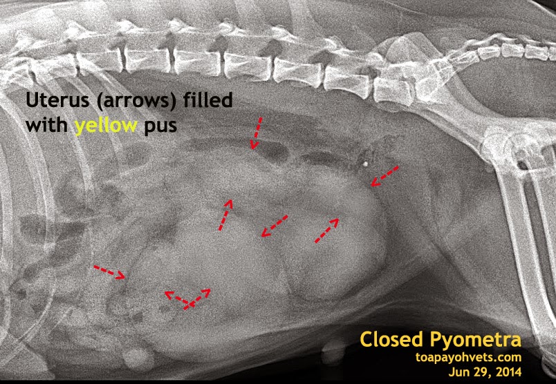 Veterinary and Travel Stories: 1388. Myanmar Seminar ...