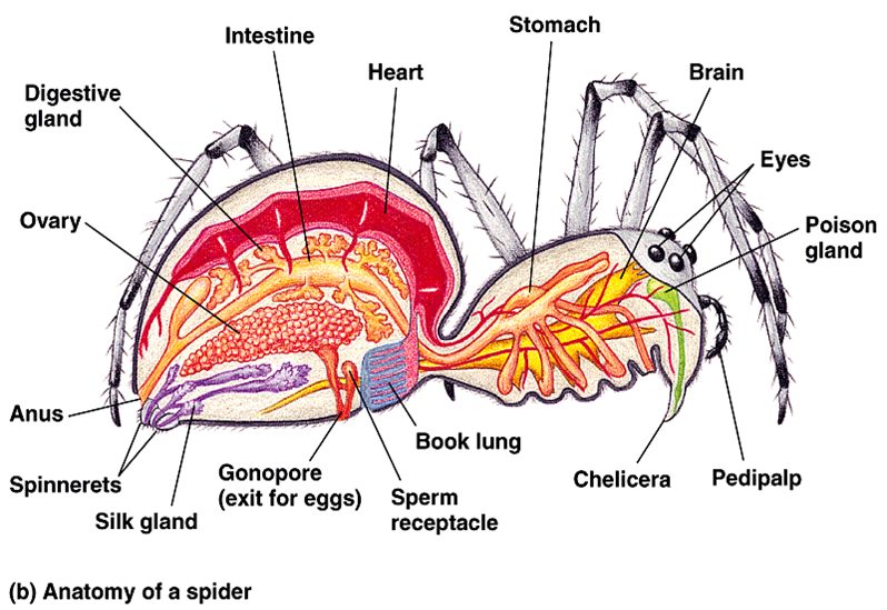  SOAL  HEWAN  INVERTEBRATA 