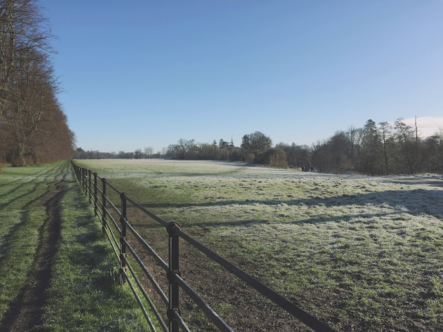 Frosty field. Morning blue sky. Park