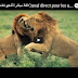 قناة مباشرة للحيوانات بت حي  Canal direct pour les animaux HD
