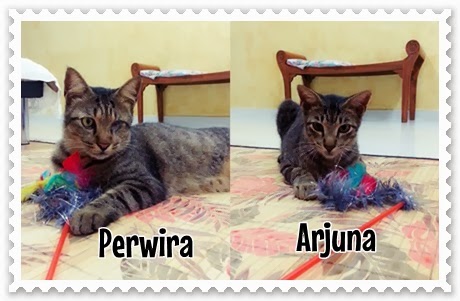 Meowwmania: Wordless Wednesday : PerWira & ArJuna