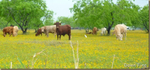 yellow flower farm_003