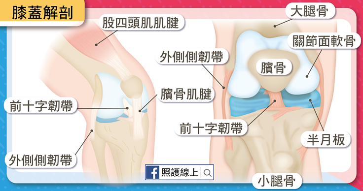 落地後軟腳 韌帶 半月板撕裂等膝蓋受傷 懶人包 照護線上