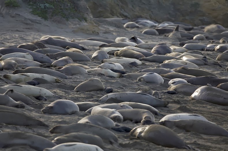 elephant-seals0