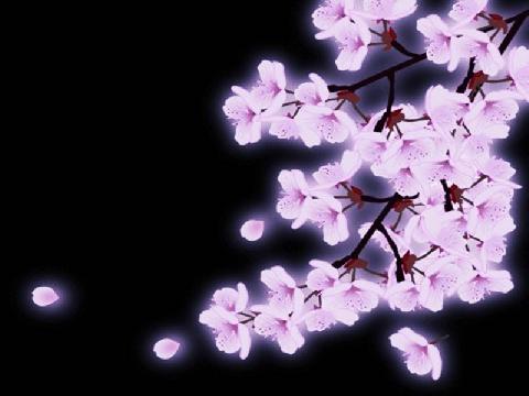 Background Bunga Sakura | Joy Studio Design Gallery - Best ...
