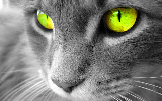 Grijze kat met geel groene ogen