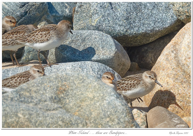 Plum Island: ... these are Sandpipers...