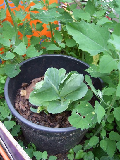 Leaf cabbage regrown from root_web