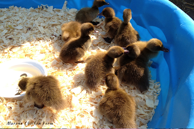 Little brown ducklings, just hatched!