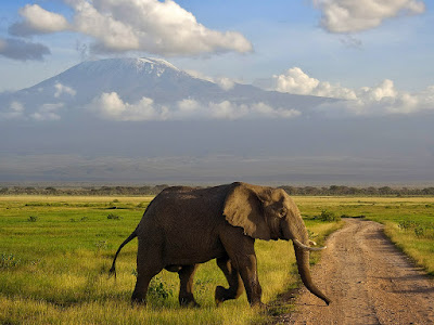 foto de elefante en el camino  