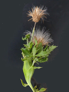 Galle de Urophora cardui - Mouche du chardon sur Cirse des champs - Cirsium arvense