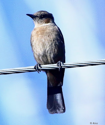 "Brown Rock Chat (Oenanthe fusca) perched on an electric cable. Small, brown bird with a pale throat and distinctive markings on its wings."