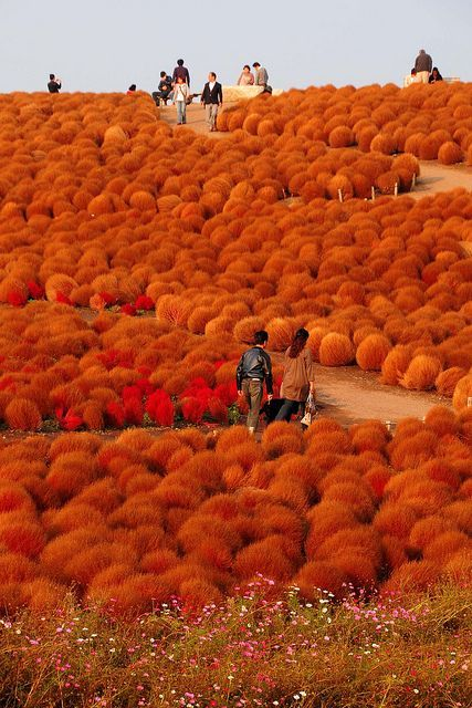 Hitachi Seaside Park, Japan