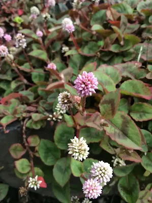 Tou hua liao - Persicaria capitata
