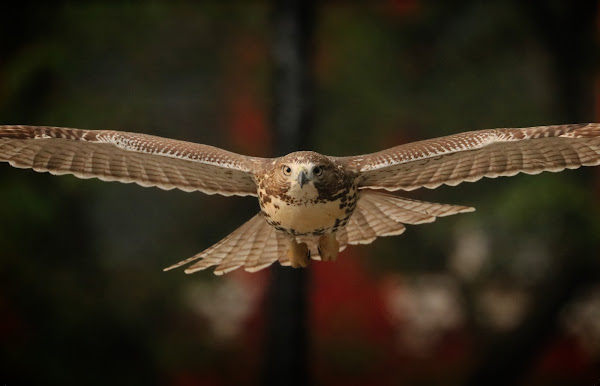 Tompkins Square red-tailed hawk fledgling