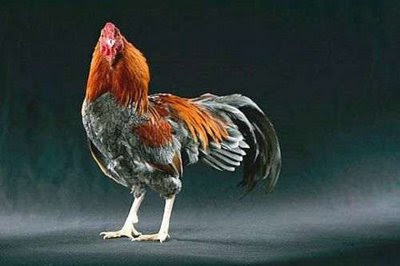 real or fake hen