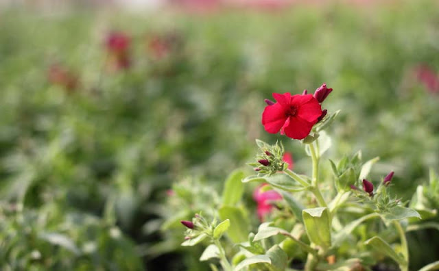 Phlox Flowers Pictures