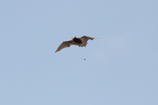米子水鳥公園 昼間に飛び交うコウモリ