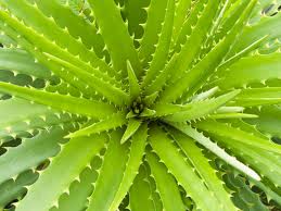 UNKNOWN HEALTHY FACT OF "ALOE VERA"