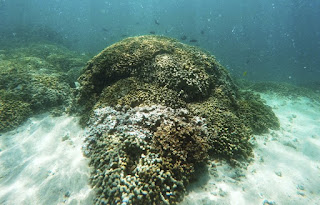 coral bleaching, Hawaii, Oahu, Kaneohe Bay