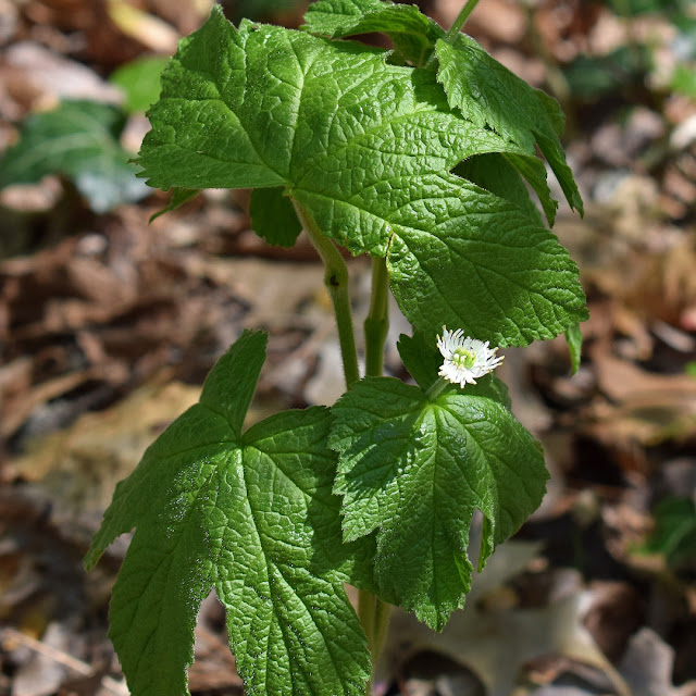 Goldenseal plant