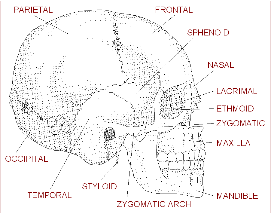 heart diagram without labels. human heart diagram with