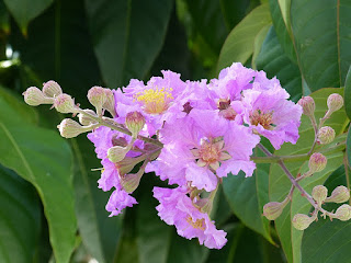 Lilas d'été - Lilas des Indes - Goyavier fleur - Lagerstroemia speciosa