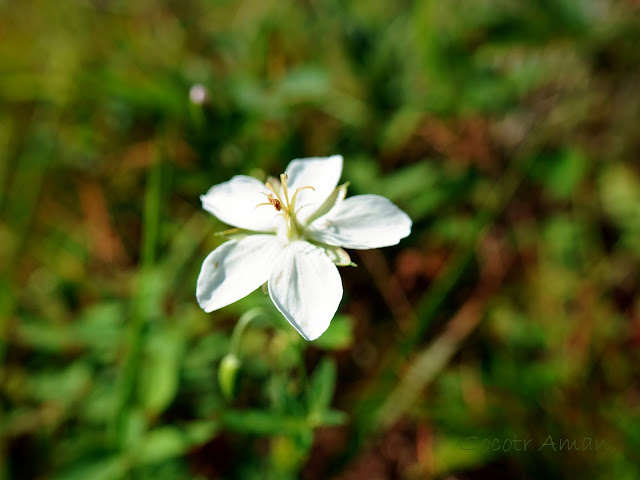 Geranium krameri