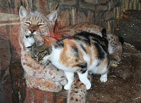 Stray cat befriends lynx at zoo (4 pics + video), cat and lynx friends