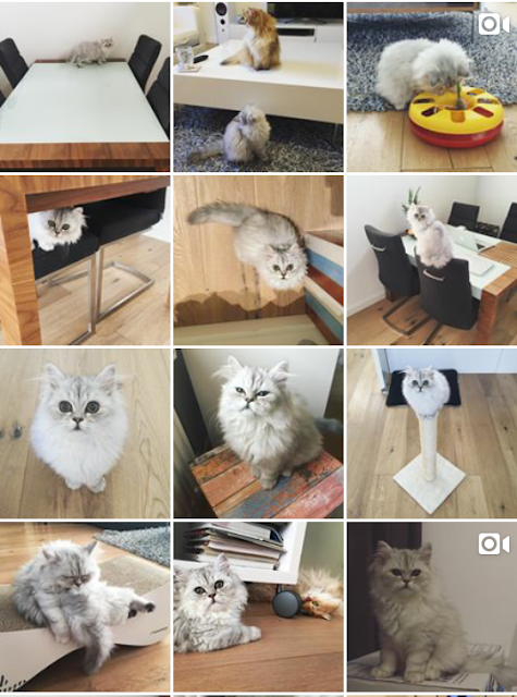 instagram de gato