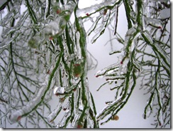snowstorm1201_41
