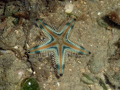 sandstar, Astropecten