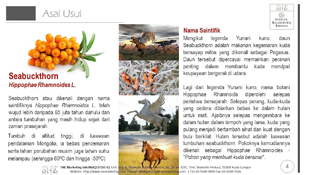 sejarah seabuckthorn 