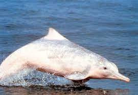 Eastern Taiwan Strait Humpback Dolphin