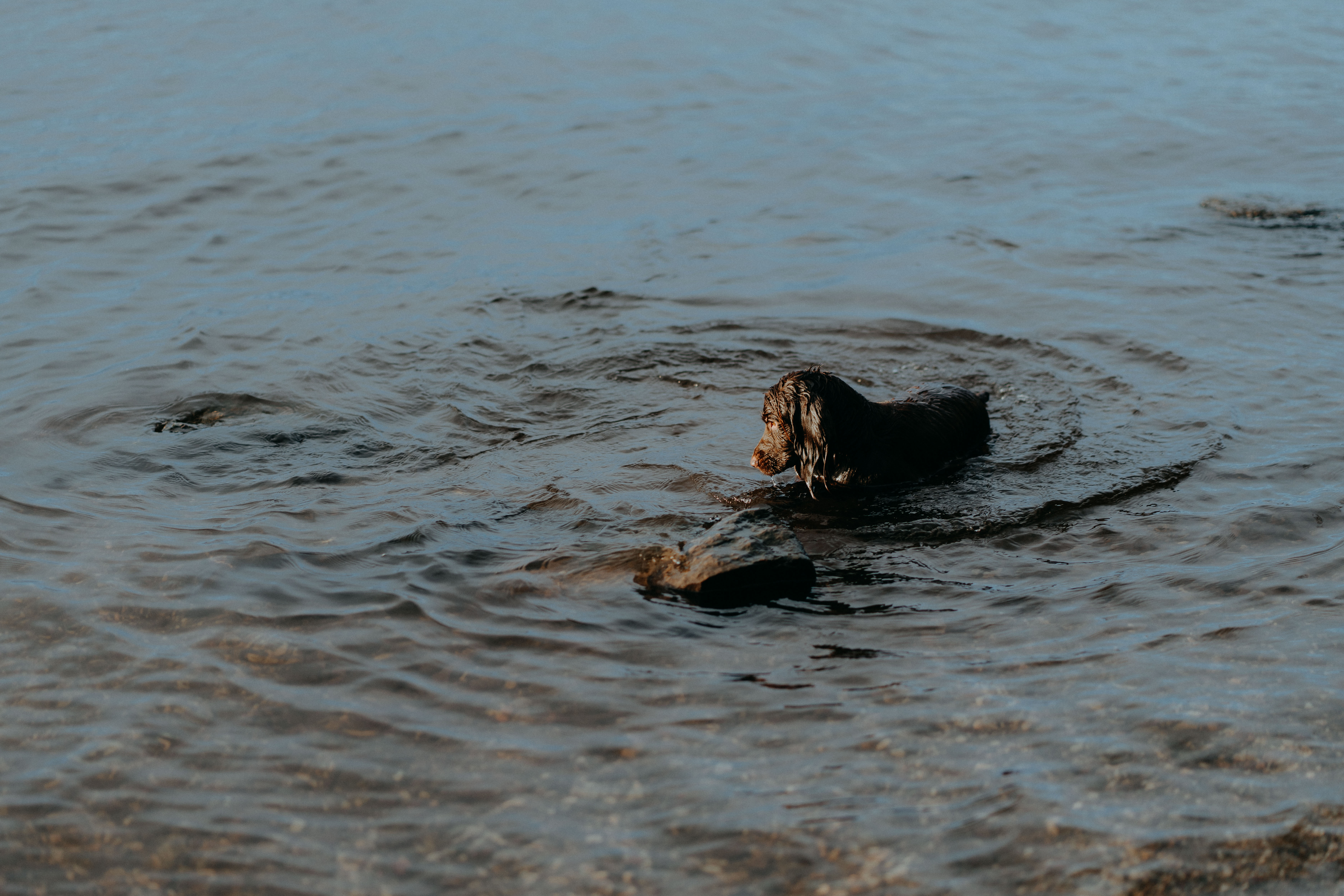 dog walk on the shores of loch lomond liquid grain