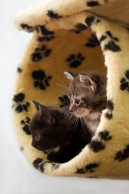 cute adorable kitten pictures