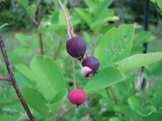 Serviceberry